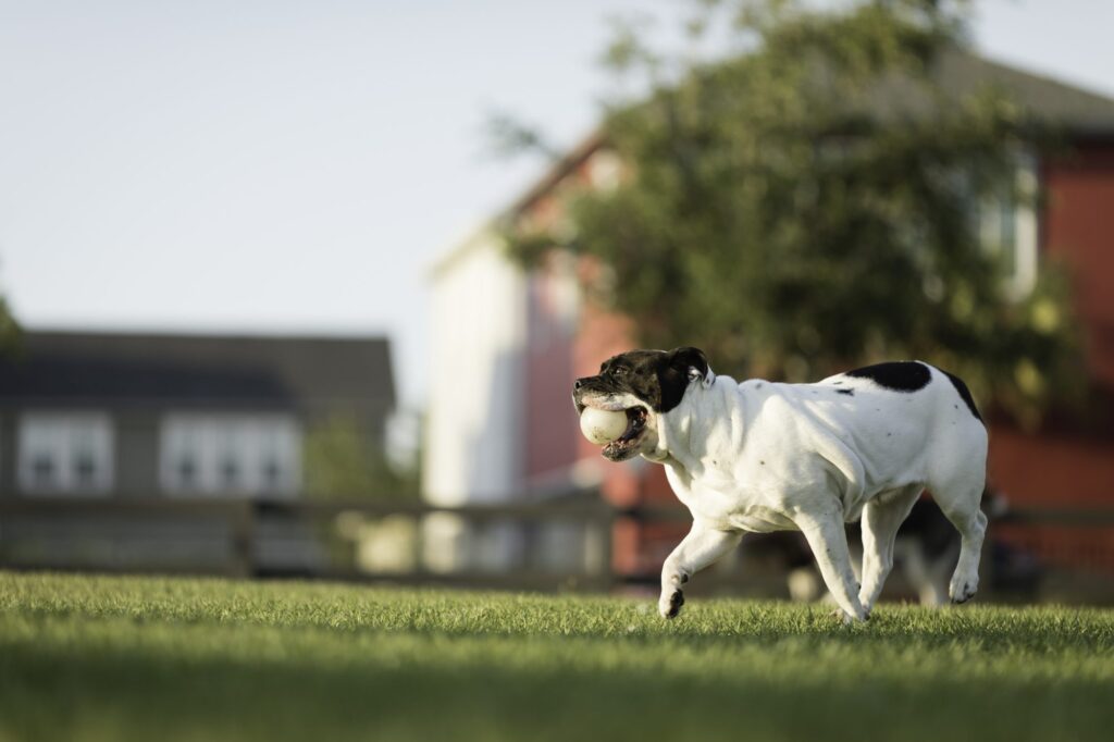 A Dog’s Life in Lake Nona