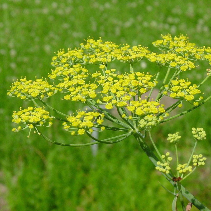 Four Tips for a Blooming Butterfly Garden 7