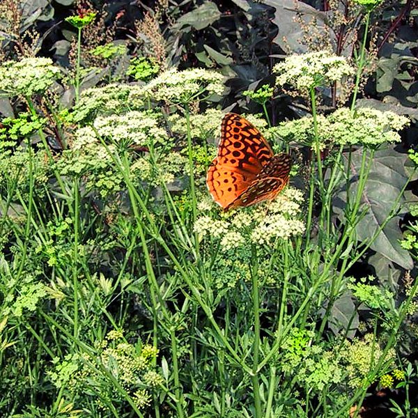 Four Tips for a Blooming Butterfly Garden 6