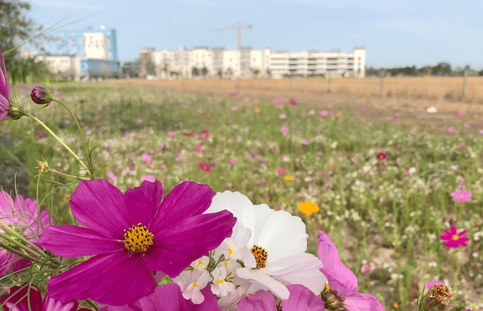 Four Fresh Air Activities To Do in Lake Nona